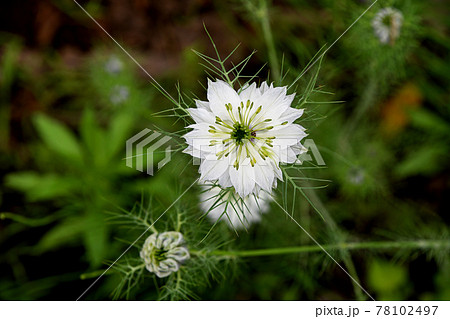 クロタネソウ（黒種草） 78102497