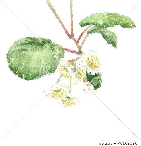 キウイの花 果物の花 素材【手描き水彩画】白バック PNG コピースペースあり キウイの花 果物の花 素材【手描き水彩画】白バック PNG コピースペースあり 78102526