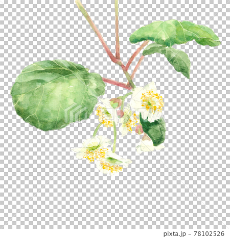 キウイの花 果物の花 素材【手描き水彩画】白バック PNG コピースペースあり キウイの花 果物の花 素材【手描き水彩画】白バック PNG コピースペースあり 78102526
