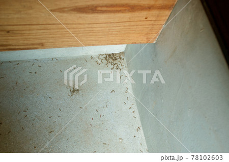 この羽を見たらご用心　シロアリ　羽アリ 78102603