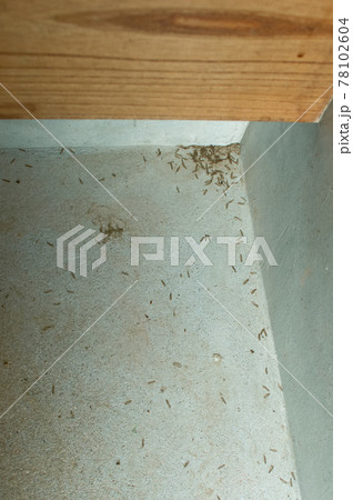 この羽を見たらご用心　シロアリ　羽アリ 78102604