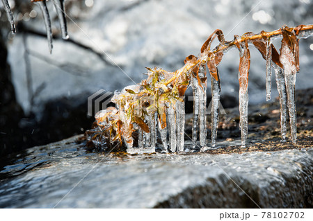 びわ湖の自然のアート「しぶき氷」 78102702