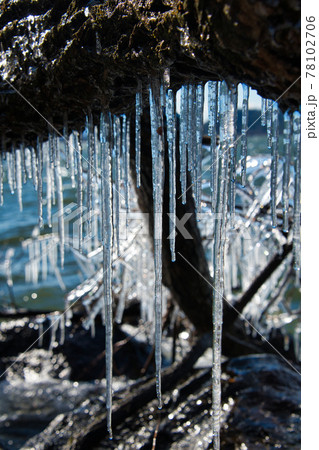 びわ湖の自然のアート「しぶき氷」 びわ湖の自然のアート「しぶき氷」 78102706