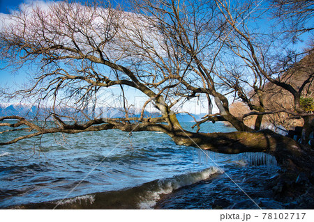 びわ湖の自然のアート「しぶき氷」 78102717