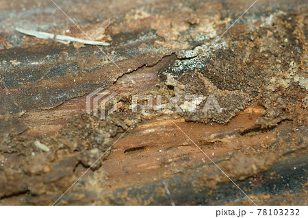 シロアリ被害 シロアリ被害 78103232