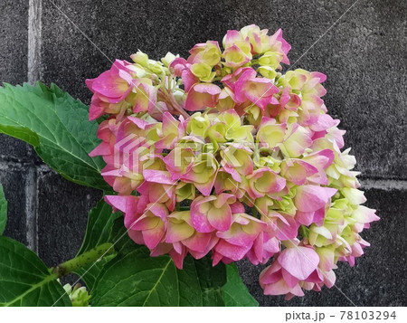 色づきはじめたピンクの紫陽花 色づきはじめたピンクの紫陽花 78103294