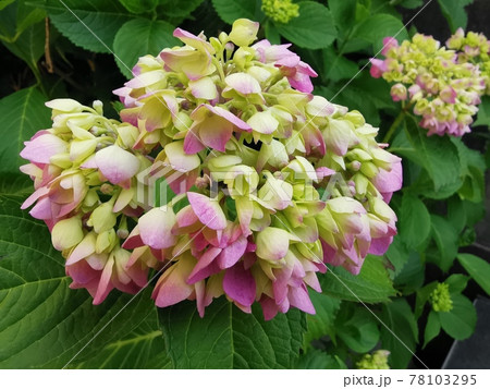 淡いピンクの紫陽花 淡いピンクの紫陽花 78103295