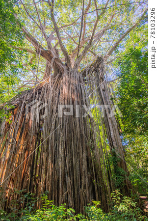 カーテンフィグツリー 78103296