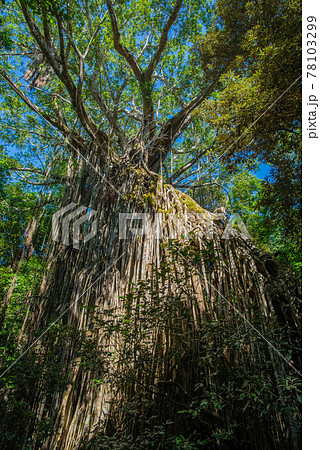 カーテンフィグツリー 78103299