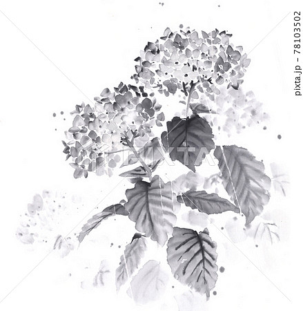 雨の中の紫陽花 水墨画イラストのイラスト素材 [78103502] - PIXTA