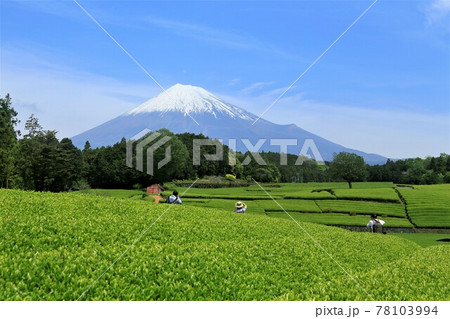 茶畑とカメラマン　富士山　雲 78103994