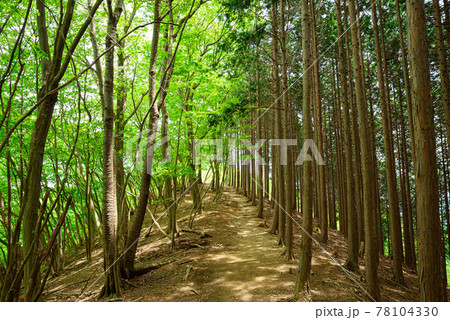 奥武蔵・棒ノ折山の登山道新緑 78104330