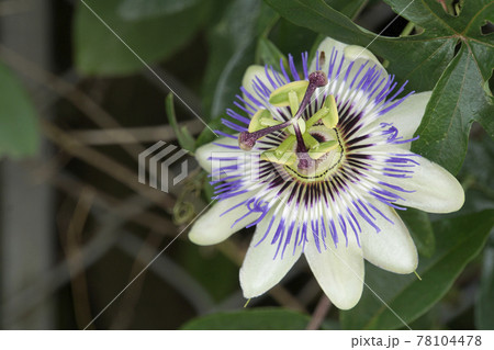 梅雨の日のカラフルなトケイソウの花 梅雨の日のカラフルなトケイソウの花 78104478