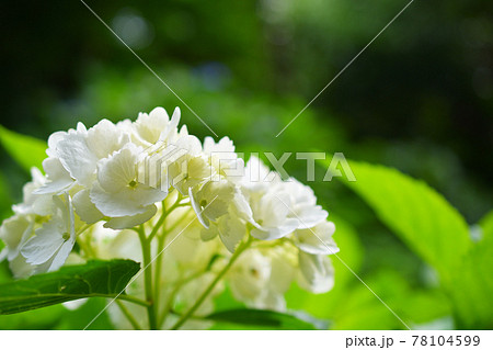 鎌倉の白い紫陽花 鎌倉の白い紫陽花 78104599