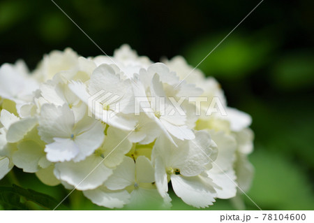 鎌倉の白い紫陽花 鎌倉の白い紫陽花 78104600