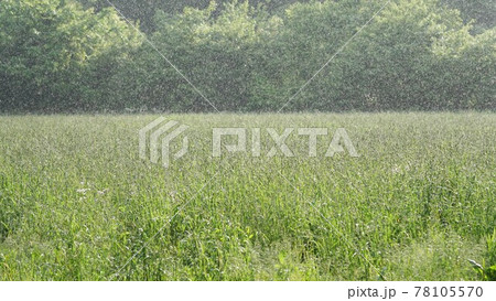 雨に濡れる草原 雨に濡れる草原 78105570