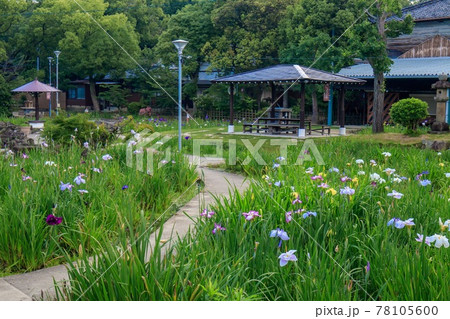 知立公園　花菖蒲園 78105600