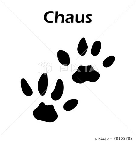 Chaus Footprint 78105788