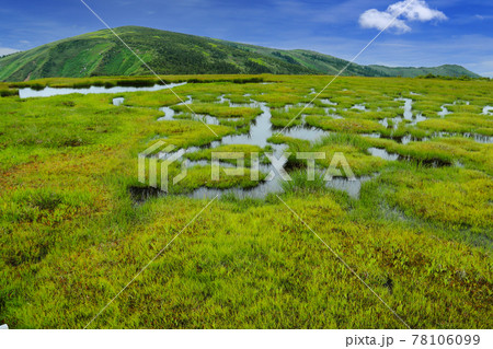 平ヶ岳山頂への道 池ノ岳湿原越しの山頂 平ヶ岳山頂への道 池ノ岳湿原越しの山頂 78106099