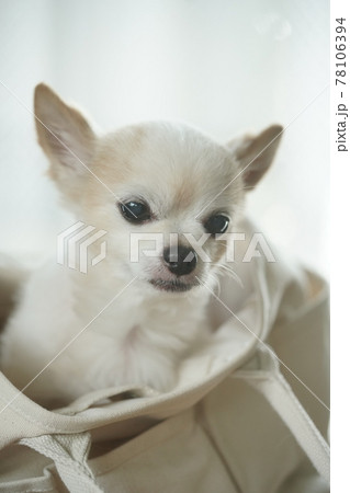 何が欲しいの？チワワ 78106394