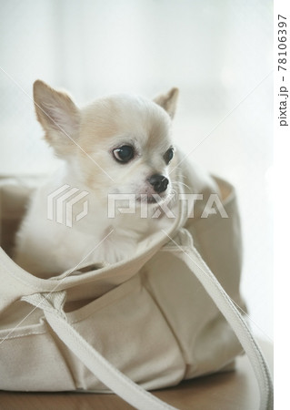 何処に行くの？チワワ 78106397