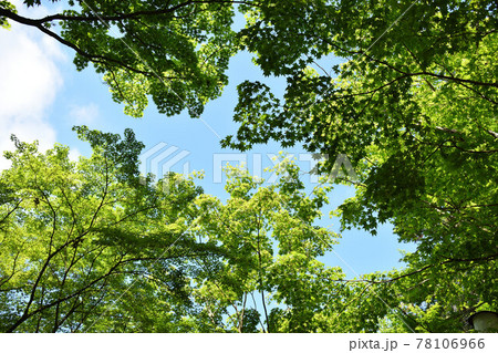 京都　善峯寺の新緑 78106966