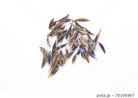 コスモスの種 コスモスの種 78106967