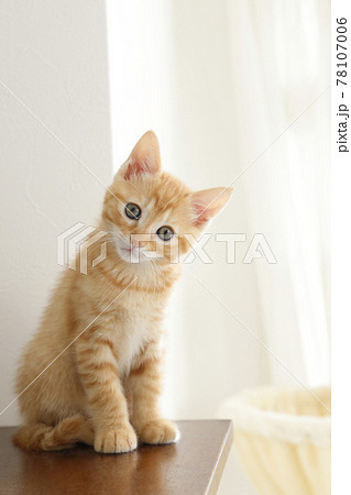 ねこちゃん親子の日常風景 78107006