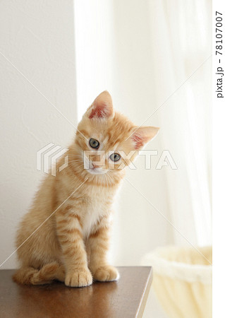 ねこちゃん親子の日常風景 78107007