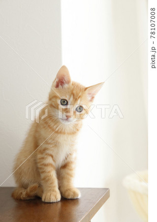 ねこちゃん親子の日常風景 78107008