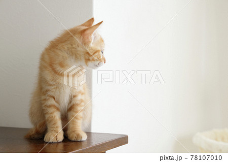 ねこちゃん親子の日常風景 78107010