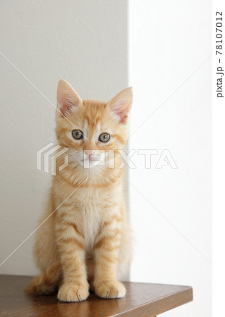 ねこちゃん親子の日常風景 78107012