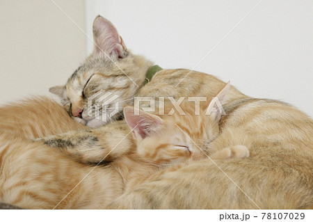 ねこちゃん親子の日常風景 ねこちゃん親子の日常風景 78107029