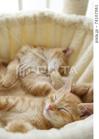 ねこちゃん親子の日常風景 78107061