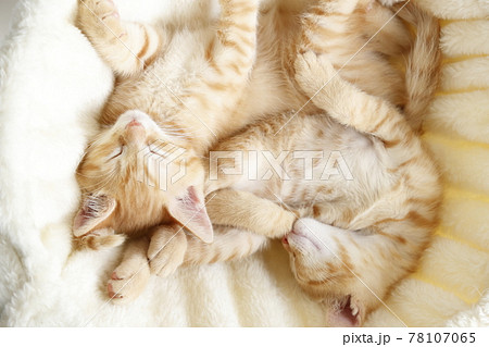 ねこちゃん親子の日常風景 ねこちゃん親子の日常風景 78107065