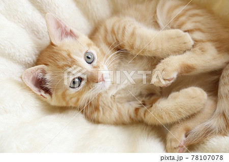 ねこちゃん親子の日常風景 ねこちゃん親子の日常風景 78107078