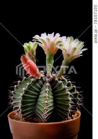 close up gymnocalycium mihanovichii cactus flower blooming close up gymnocalycium mihanovichii cactus flower blooming 78107105