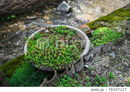 小川沿いの多肉植物 小川沿いの多肉植物 78107127