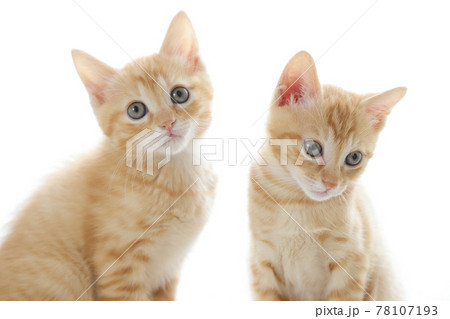 ねこちゃん親子の日常風景 78107193
