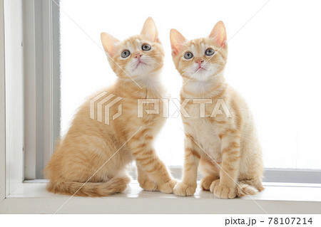 ねこちゃん親子の日常風景 ねこちゃん親子の日常風景 78107214