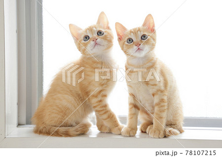 ねこちゃん親子の日常風景 ねこちゃん親子の日常風景 78107215