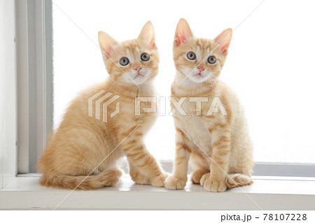 ねこちゃん親子の日常風景 78107228