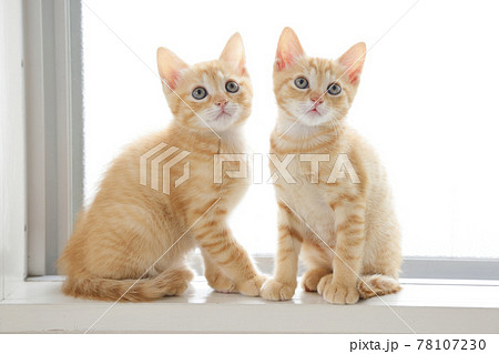 ねこちゃん親子の日常風景 ねこちゃん親子の日常風景 78107230