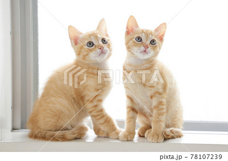 ねこちゃん親子の日常風景 ねこちゃん親子の日常風景 78107239