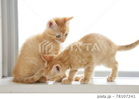 ねこちゃん親子の日常風景 ねこちゃん親子の日常風景 78107241