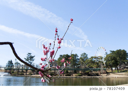 岡崎南公園 梅林と遊園地エリア 岡崎南公園 梅林と遊園地エリア 78107409