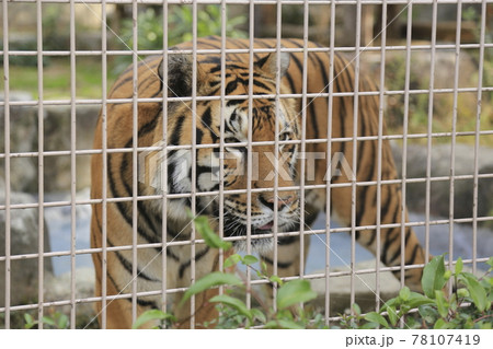 大牟田市 動物園 とら、 大牟田市 動物園 とら、 78107419