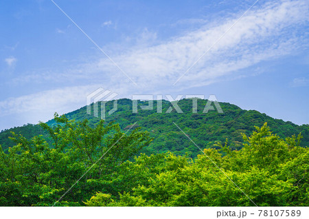 新緑の桜ともみじの木 78107589