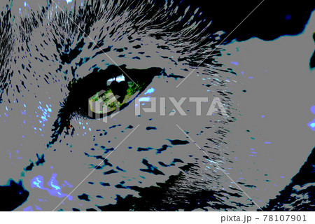 猫の背景素材 ロシアンブルー 猫の背景素材 ロシアンブルー 78107901