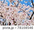桜 78108546
